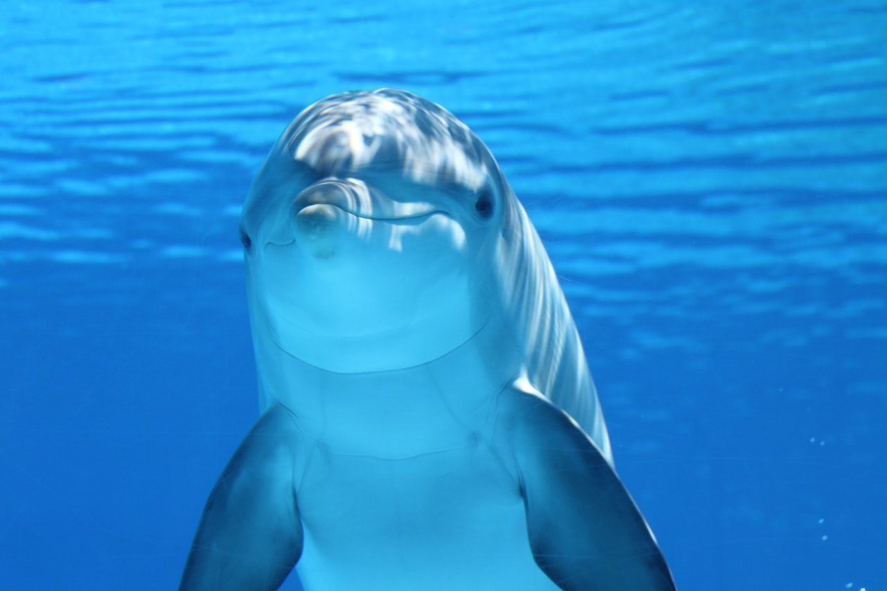 animal-bottlenose-dolphin-close-up-64219
